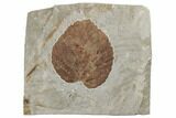 Fossil Leaf (Davidia) - Montana #188671-1